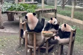 与熊猫为伴的人 张乃成：熊猫馆长的熊猫缘图片