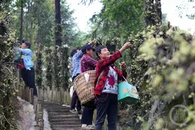 铁皮石斛绽放“致富花”图片