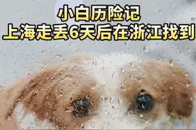 上海小狗6天走丢三次在浙江找回 跳上了一辆货拉拉的车图片