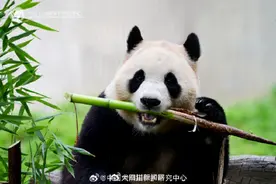 “福”到！大熊猫福宝今天正式与公众见面图片