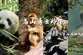 寻宝父亲山 探秘大秦岭——高山勇士羚牛图片