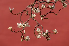 北京天坛公园玉兰花开映红墙图片