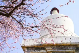 收藏美景！北海公园桃花盛放图片