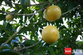 果然有种 | 从亚马逊河域到海南 热带果树黄晶果的育种故事图片