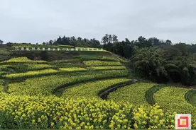 溢出屏幕的春！来富顺赴一场油菜花之约图片