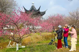 江苏苏州：春光明媚 踏春赏梅图片