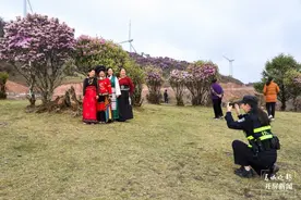 美好生活在云南｜大理剑川杜鹃花海中的“藏蓝卫士”图片