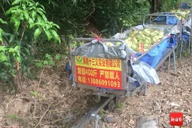 解决运输难题 海南陵水芒果搭乘山地“小火车”下山图片