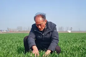 襄城县范勋旺：种植庄稼不仅是好手，还有“绝活”图片
