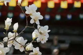 北京“玉兰之最”即将盛开！收下这份北京玉兰追花计划图片