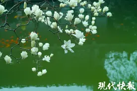 晚清第一园这棵白玉兰成“早春网红”图片