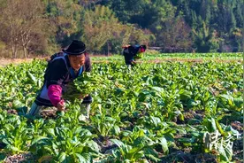 瑶寨“冬闲田”变“增收田”图片