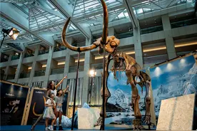 香港展出12000年前猛犸象化石标本图片