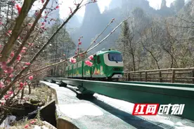【新春走基层】张家界十里画廊：阳春白雪 梅花迎客图片