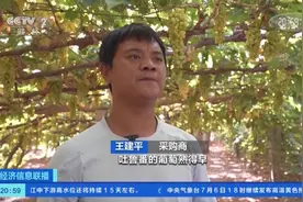 吐鲁番葡萄熟了！个大饱满、色泽鲜艳，今年计划销售500000吨图片