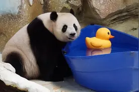 七只大熊猫热闹庆生 南京紫清湖野生动物世界举办熊猫集体生日会图片