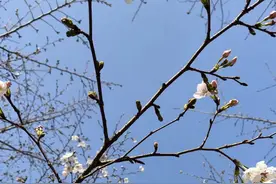 杭州最美跑道的樱花零星开放，你邂逅这份美了吗？图片