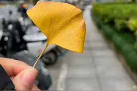 哇！秋色“含金量”全速加载！接下来的静安将美成……图片