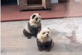 排队打卡！狗里狗气的熊猫？园方：填补空白……图片