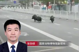 “猪出没”！如何管控以防“人遭祸”？图片