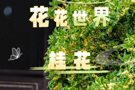 【美好生活在云南】云南的花花世界：当桂花开在云南，也变“滇”了？图片