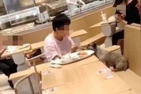 潮评丨人狗同桌进餐，公共场所这种宠爱要不得图片