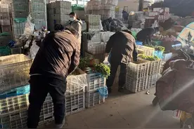 南菜北运致运输成本提高，济南15种蔬菜均价环比上涨2.1%图片