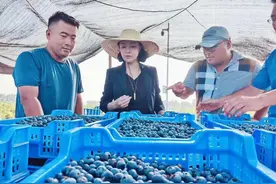 徐烨：小蓝莓撬动惠农兴村大产业图片