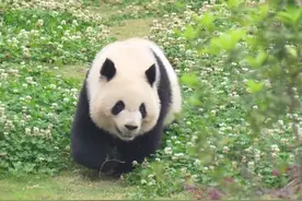 熊猫社区｜大熊猫北辰的春日奇遇图片