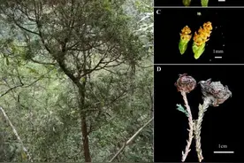 广西发现极危新物种图片