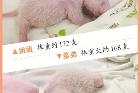 “港产”大熊猫姐弟满周 体重均增加约50克图片
