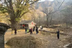 手太欠！千年银杏树旁，又见“XX到此一游”，还随手摘走村民柿子图片