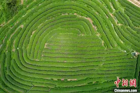 （八闽千姿）福建茶再续中法茶缘图片