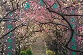 赏春花、品春味、享春游……来江苏，邂逅春日限定浪漫图片