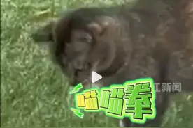 小猫公园内“大战”眼镜蛇，专家：在野外发现蛇应迅速离开图片