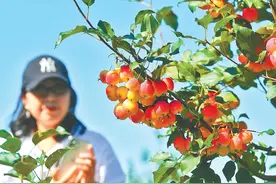 留住老味道、研发新品种……延庆果品走俏图片
