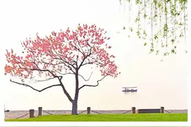 周末天气好，快去偶遇纯正西湖春，白堤桃红柳绿已上线图片