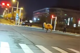 新疆街头惊现奔跑的骆驼，网友：之前是追鸵鸟，现在追骆驼视频封面