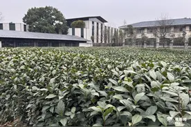 专家最新分析，西湖龙井正在蓄力，如无意外大概率春茶香气更诱人图片
