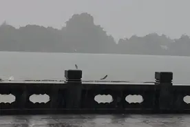 连日阴雨，西湖景区又见“鱼跃龙门”！所以到底是什么鱼？图片