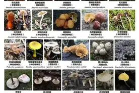 可怕！女子路边捡来后红烧吃了，半个月后全身出血止不住……图片