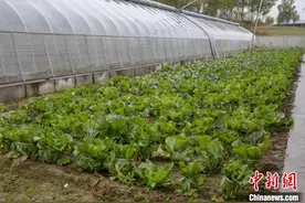 山西高平：蔬菜大棚绿意浓 增色增景促增收图片