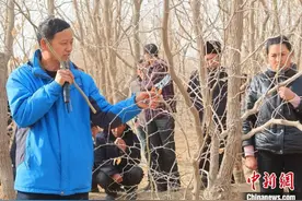 新疆皮山农场：加强园艺管理让枣树高质量生长图片
