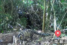 国内数量不足大熊猫零头，罕见“小剑齿虎”现身云南图片