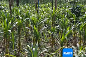 “绿叶生金”铺就好“钱”景 万宁南桥镇斑兰叶一季度产销两旺图片