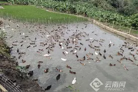 云南元阳：梯田肉鸭养殖拓宽致富新道路图片