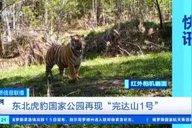 体型健硕！东北虎豹国家公园再现“完达山1号”图片