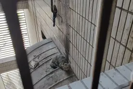 拯救每一条生命！狸花猫被困18楼窗外，消防员破拆解救图片