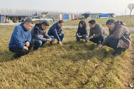 稳粮保供 农技服务到田间图片