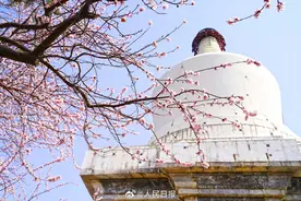 收藏美景！北海公园桃花盛放图片